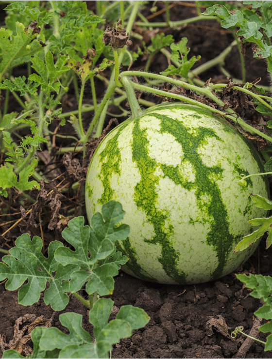 Cosecha sandia 1